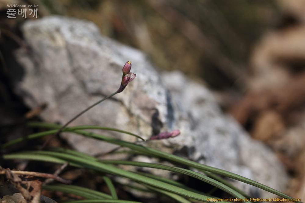 DPP_금오산 칼다봉 13.4.270050.JPG