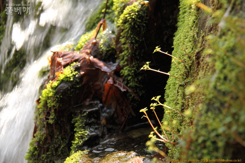 DPP_금오산 칼다봉 13.4.270042.JPG