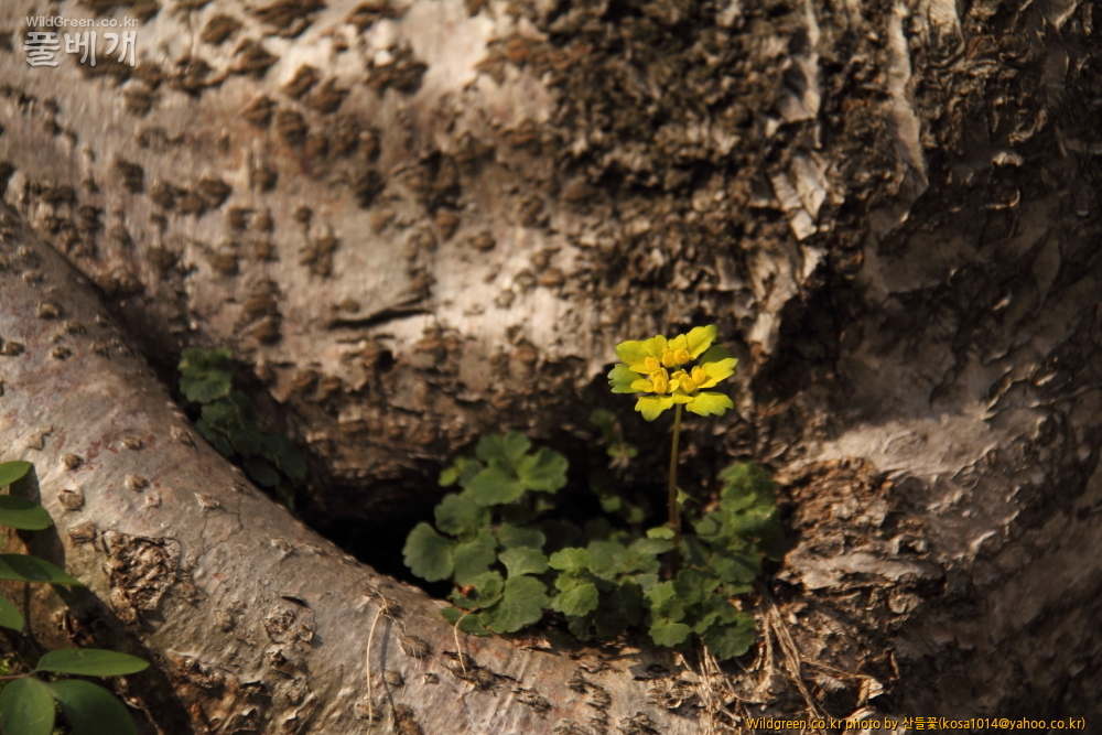 DPP_금오산 칼다봉 13.4.270026.JPG