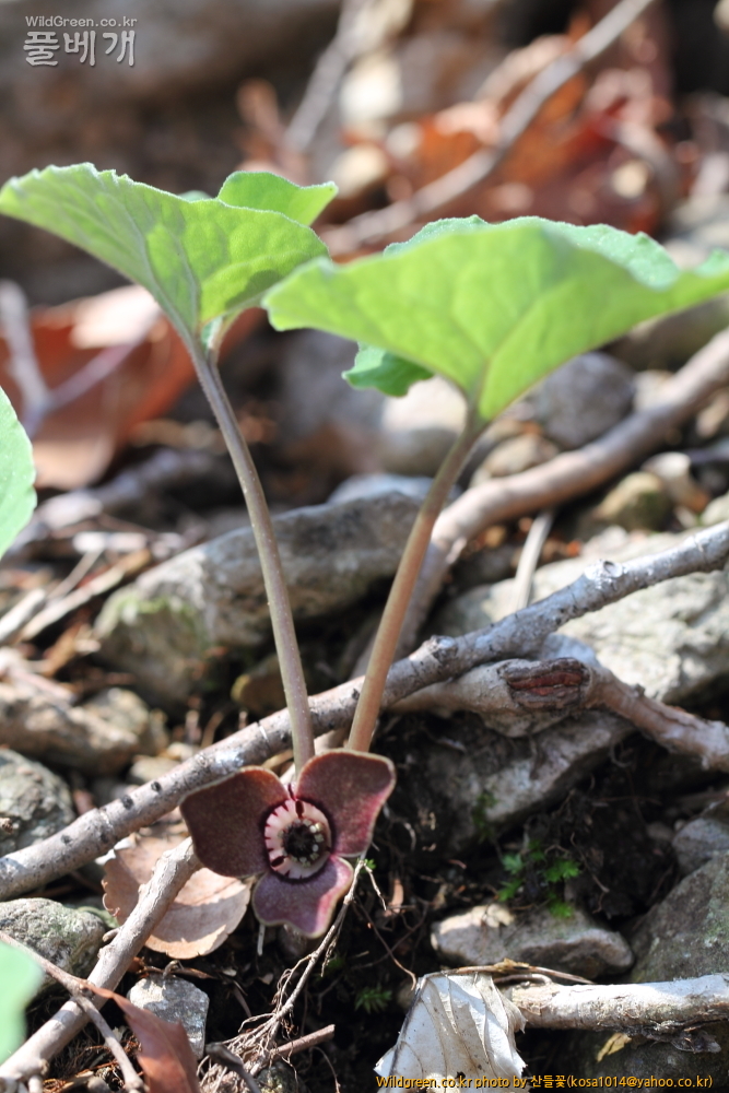 DPP_금오산 칼다봉 13.4.270046.JPG