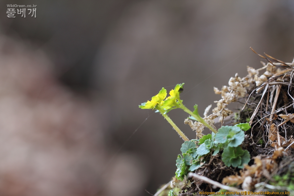 DPP_금오산 칼다봉 13.4.270062.JPG