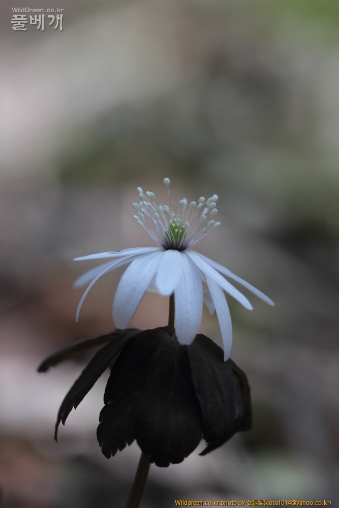 DPP_금오산 칼다봉 13.4.270065.JPG