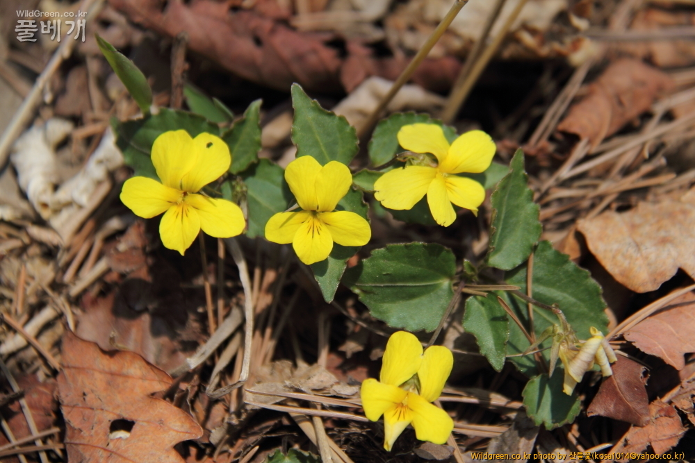 DPP_금오산 칼다봉 13.4.270080.JPG