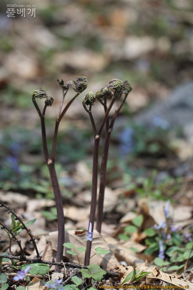 DPP_금오산 칼다봉 13.4.270071.JPG