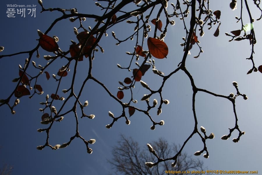 _MG_7064-목련.jpg : 사람의 꽃 만나러 가요