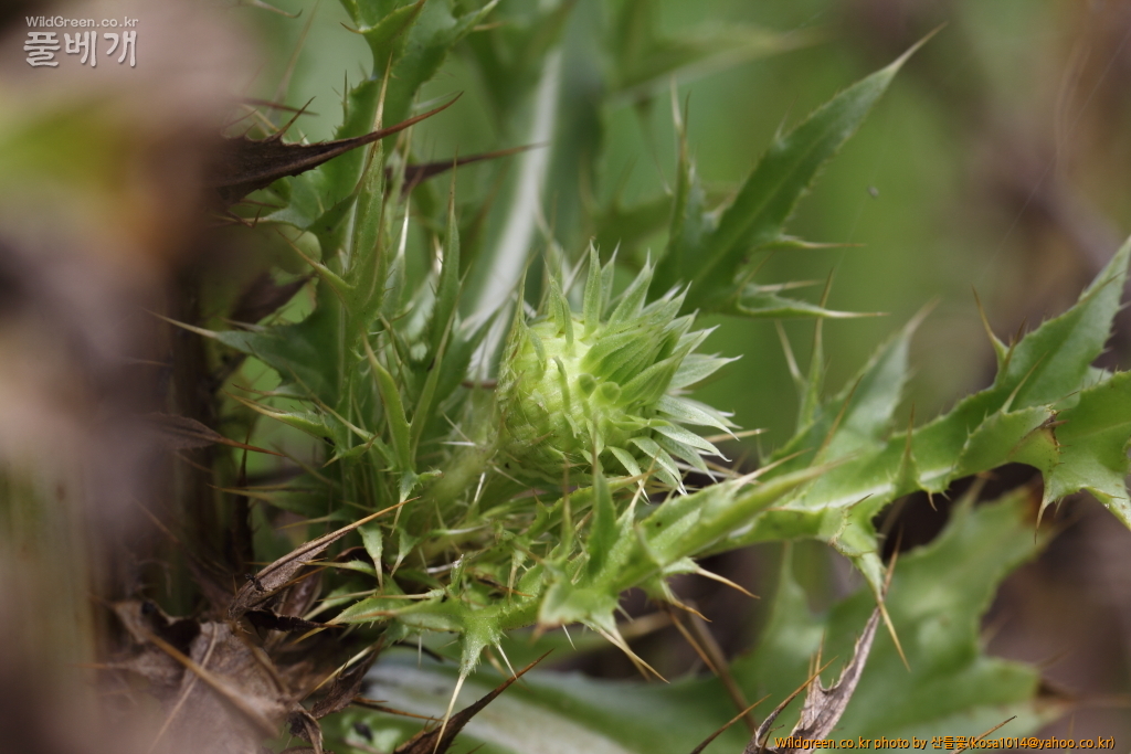 DPP_2018.7.7 진하.심곡6526.JPG