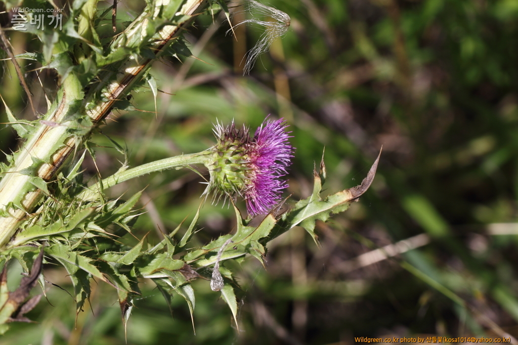 DPP_2018.7.7 진하.심곡6513.JPG