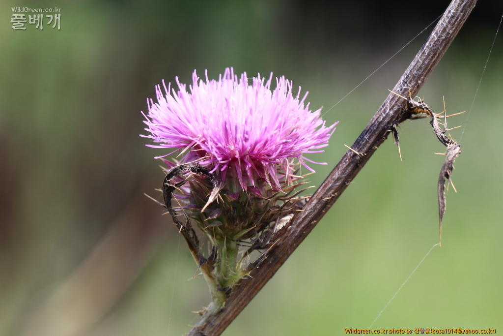 DPP_2018.7.7 진하.심곡6510.JPG