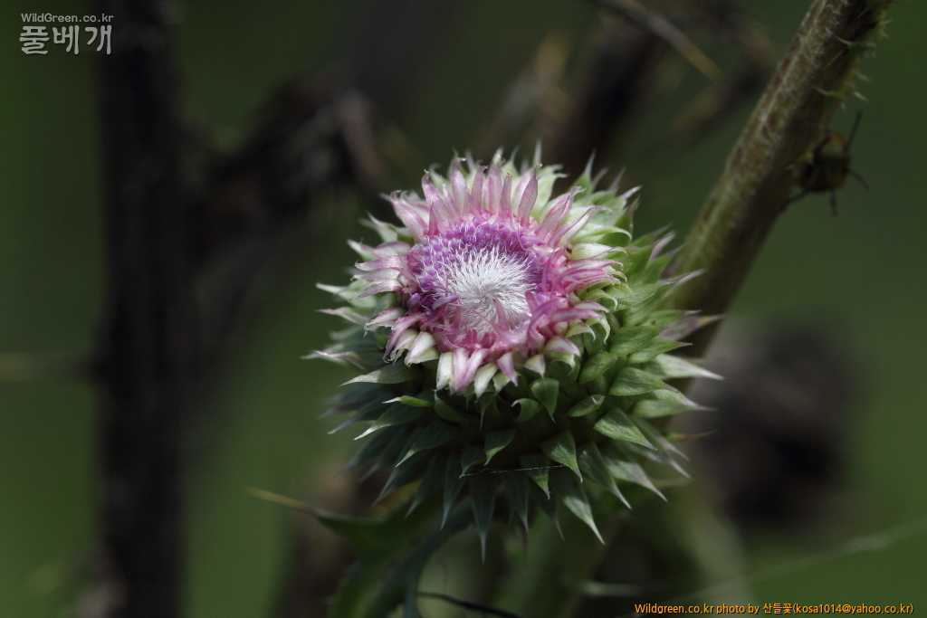 DPP_2018.7.7 진하.심곡6520.JPG