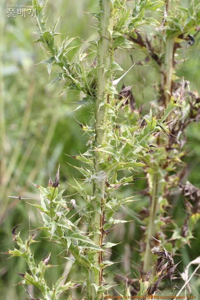 DPP_2018.7.7 진하.심곡6528.JPG