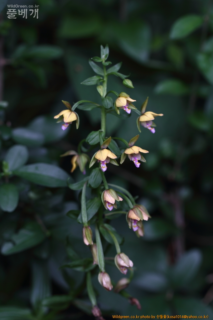 DPP_2018.7.7 진하.심곡6457.JPG