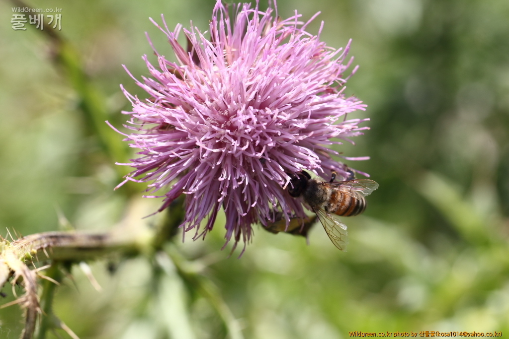 DPP_2018.7.7 진하.심곡6516.JPG