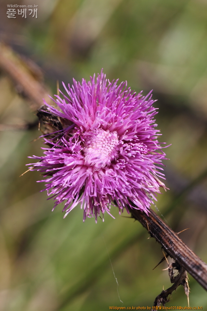 DPP_2018.7.7 진하.심곡6521.JPG