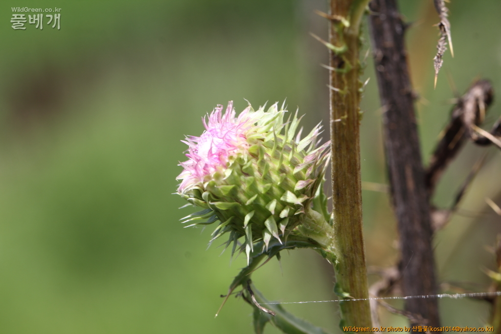 DPP_2018.7.7 진하.심곡6523.JPG