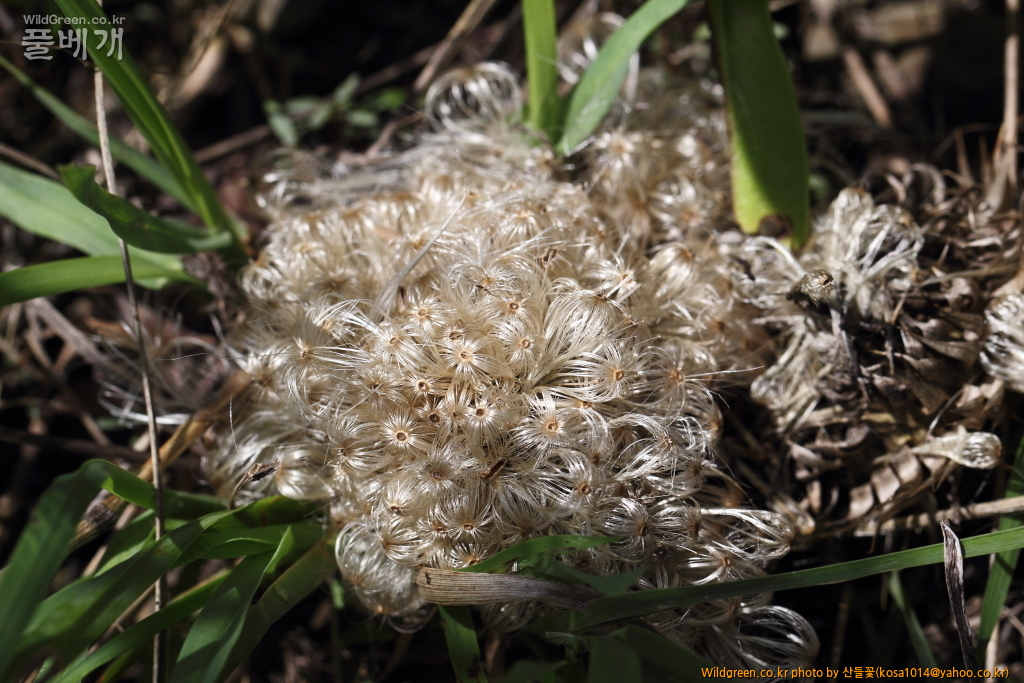 DPP_2018.7.7 진하.심곡6519.JPG