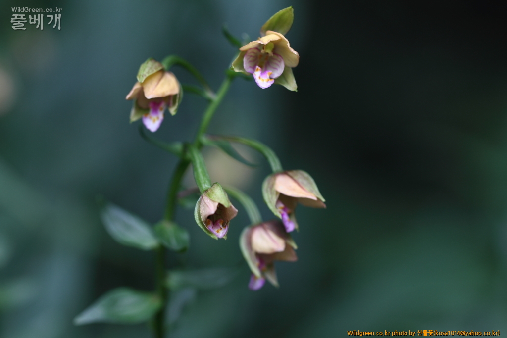 DPP_2018.7.7 진하.심곡6458.JPG