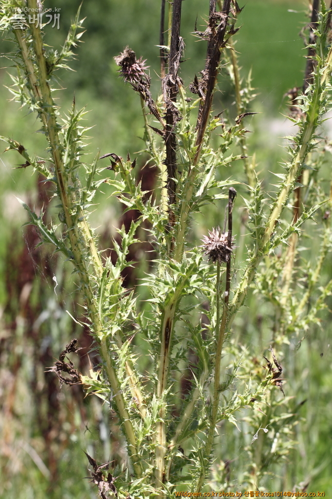 DPP_2018.7.7 진하.심곡6515.JPG