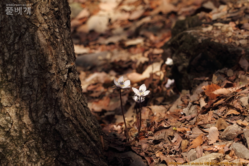 DPP_2015.02.24 안강 금곡산0065.JPG