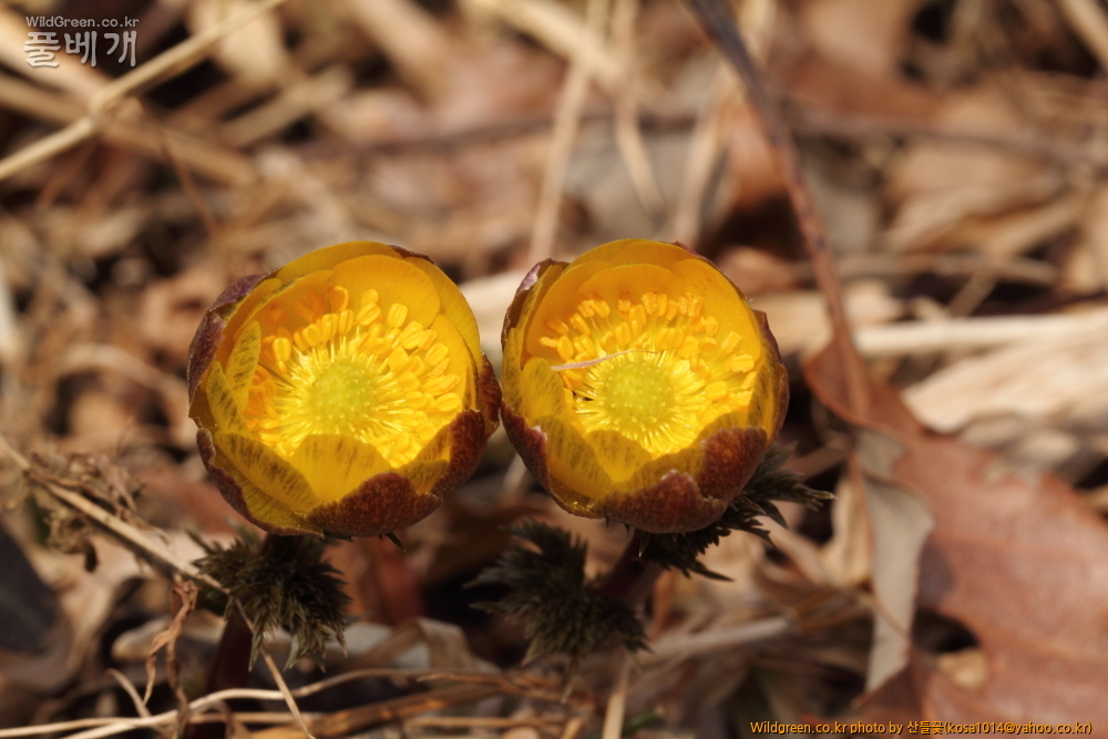 DPP_2015.02.24 안강 금곡산0032.JPG