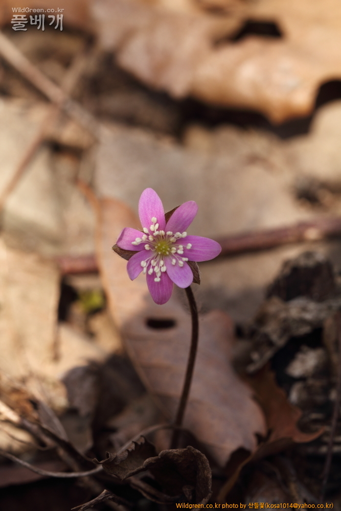 DPP_2015.02.24 안강 금곡산0062.JPG