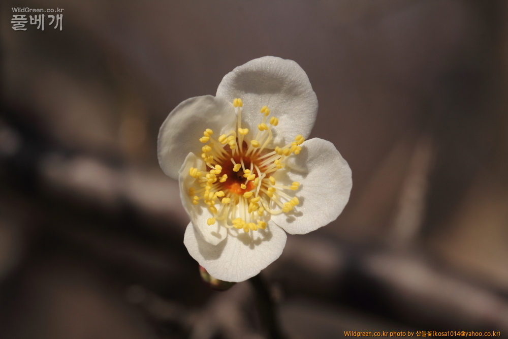 DPP_2015.02.24 안강 금곡산0084.JPG