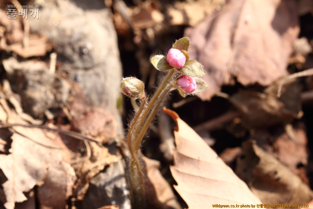 DPP_2015.02.24 안강 금곡산0066.JPG