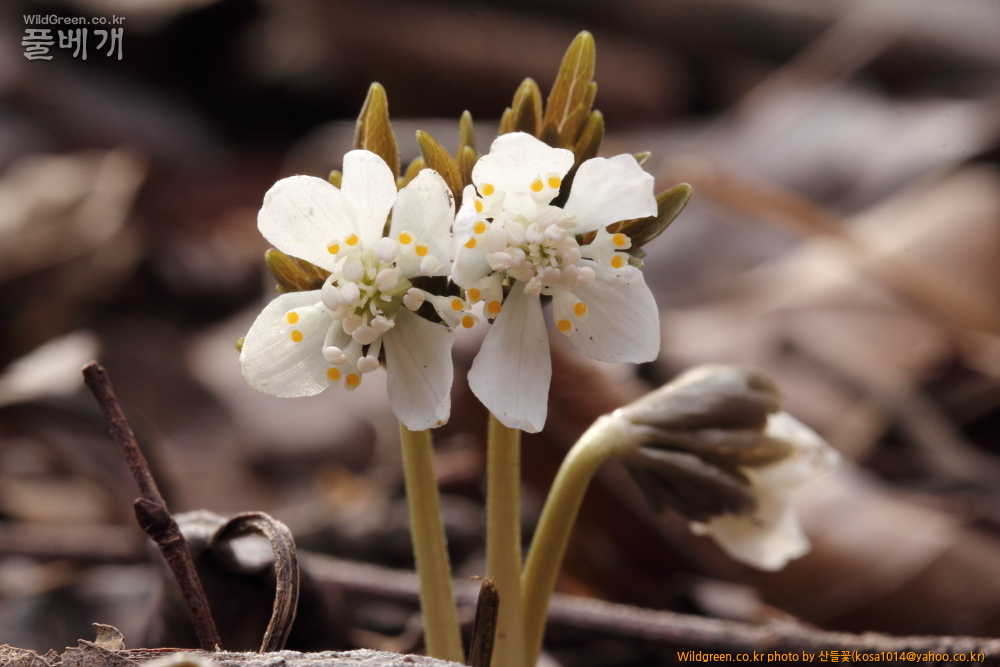 DPP_2015.02.24 안강 금곡산0016.JPG