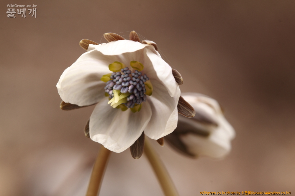 DPP_2015.02.24 안강 금곡산0001.JPG