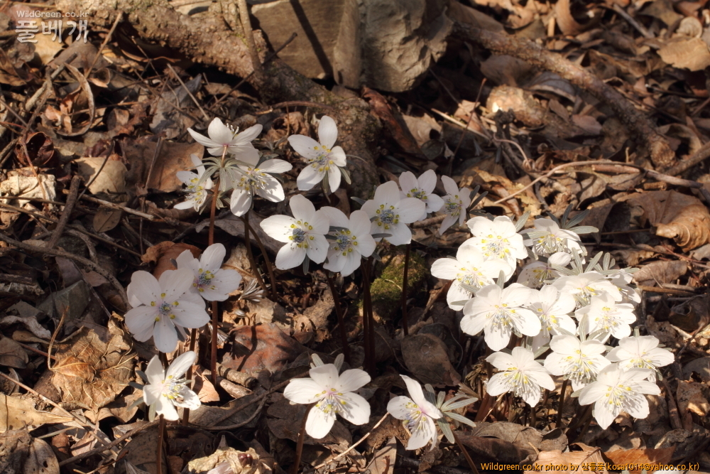 DPP_2015.02.24 안강 금곡산0047.JPG