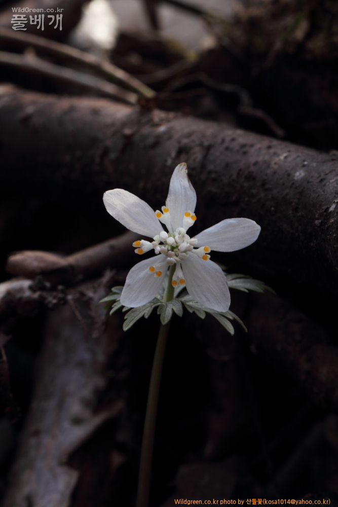 DPP_2015.02.24 안강 금곡산0041.JPG