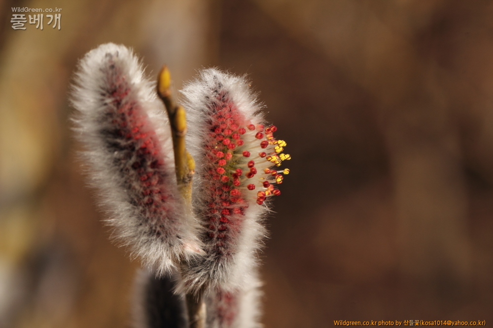 DPP_2015.02.24 안강 금곡산0083.JPG