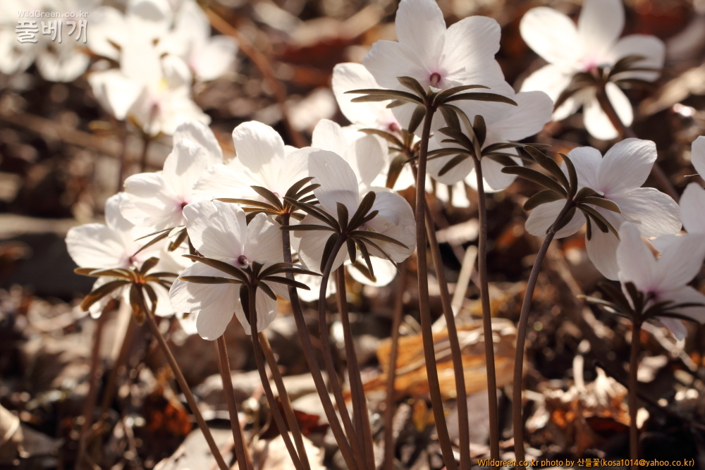 DPP_2015.02.24 안강 금곡산0053.JPG