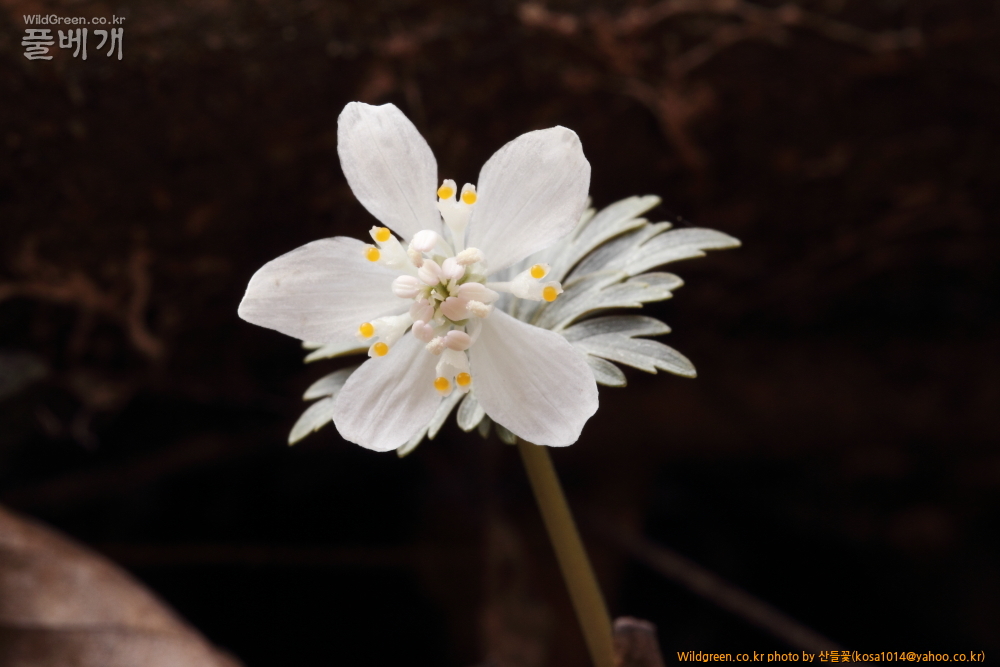 DPP_2015.02.24 안강 금곡산0018.JPG