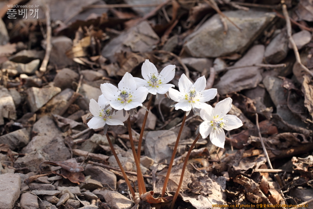 DPP_2015.02.24 안강 금곡산0081.JPG