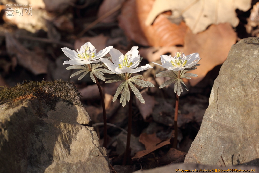 DPP_2015.02.24 안강 금곡산0069.JPG