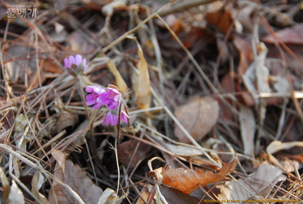 DSC_1021.JPG : 초대합니다~~!