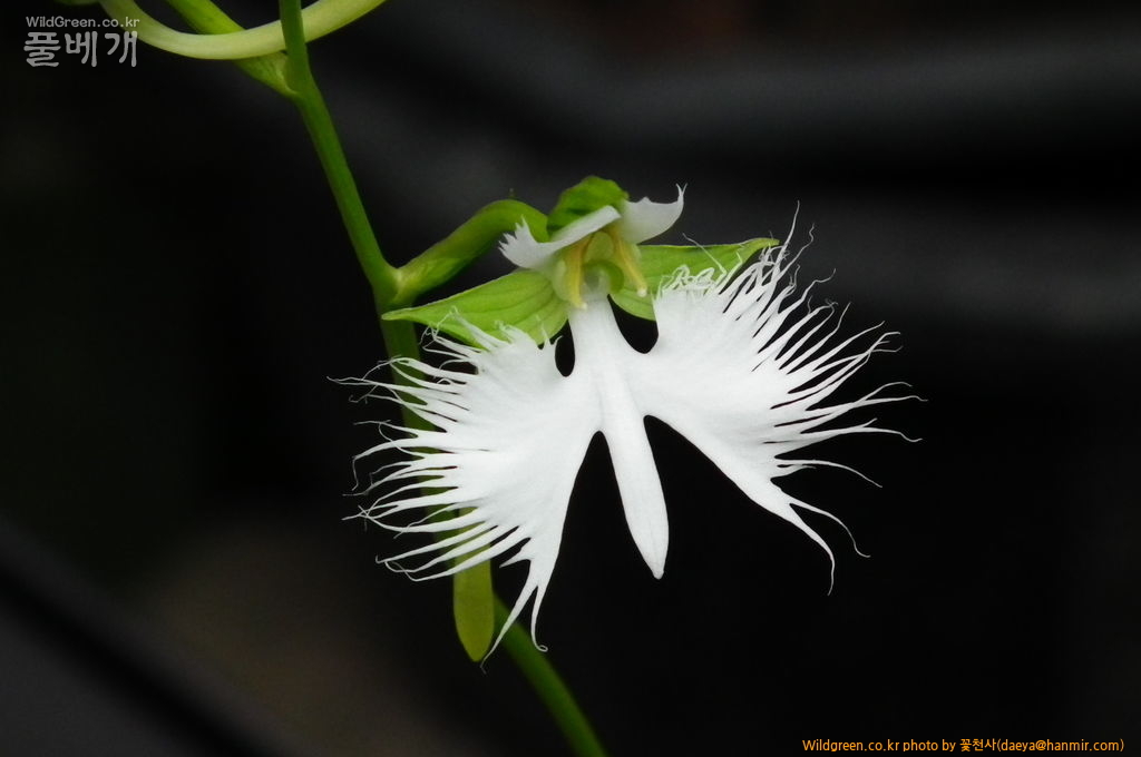 꽃사진1 137.jpg : 솔나리