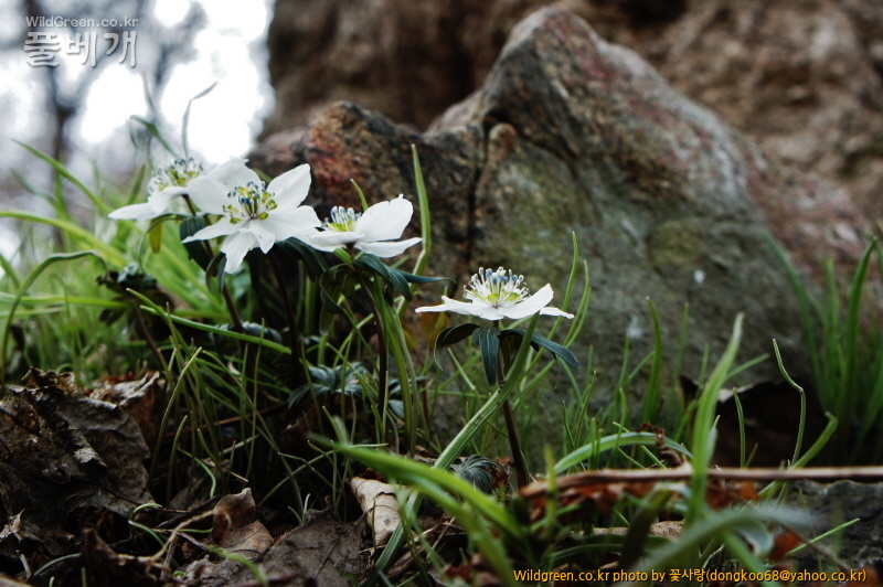 풍도바람꽃 (32).JPG