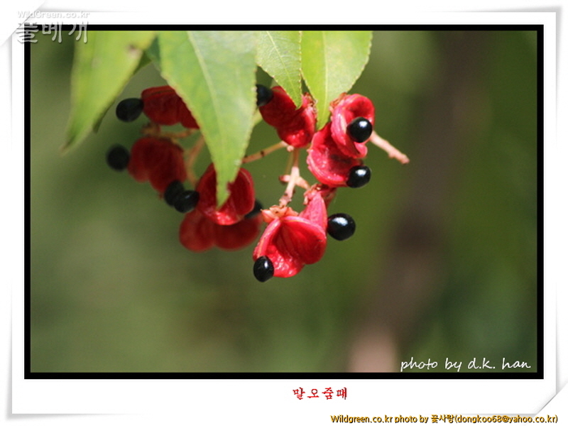 말오줌때 (7).jpg