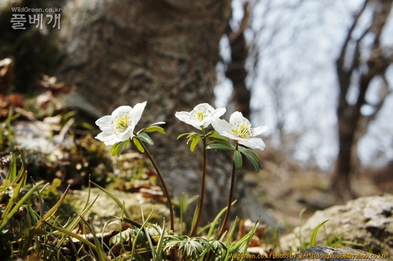 풍도바람꽃 (25).JPG