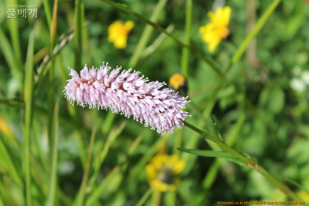 융프라우 076.jpg : 붉은 여뀌