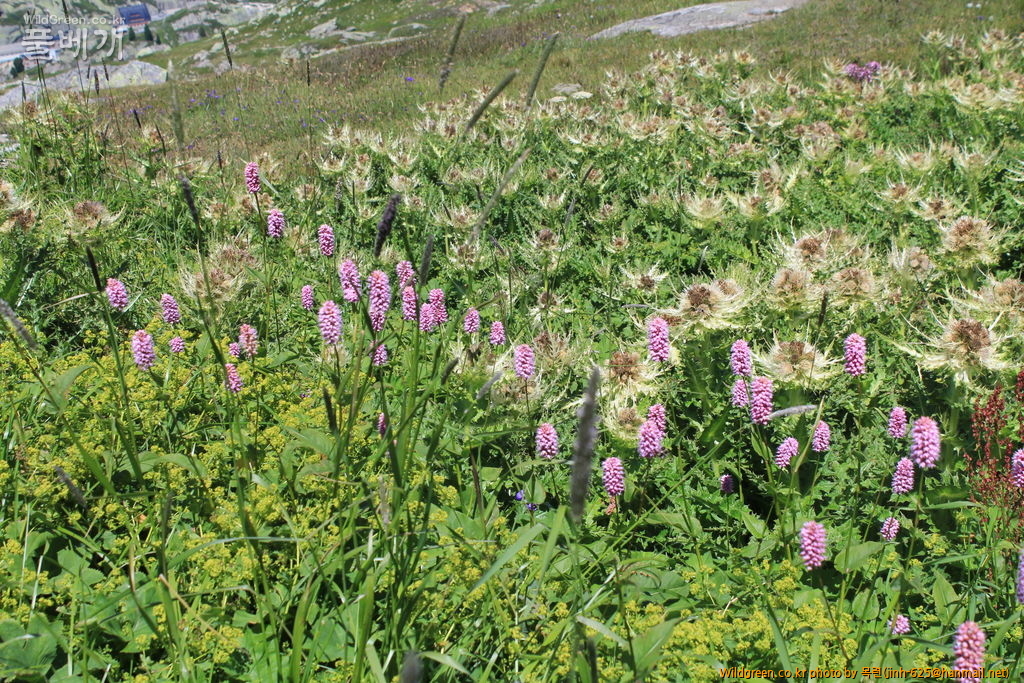 그림젤빙하 외 184.jpg : 붉은 여뀌