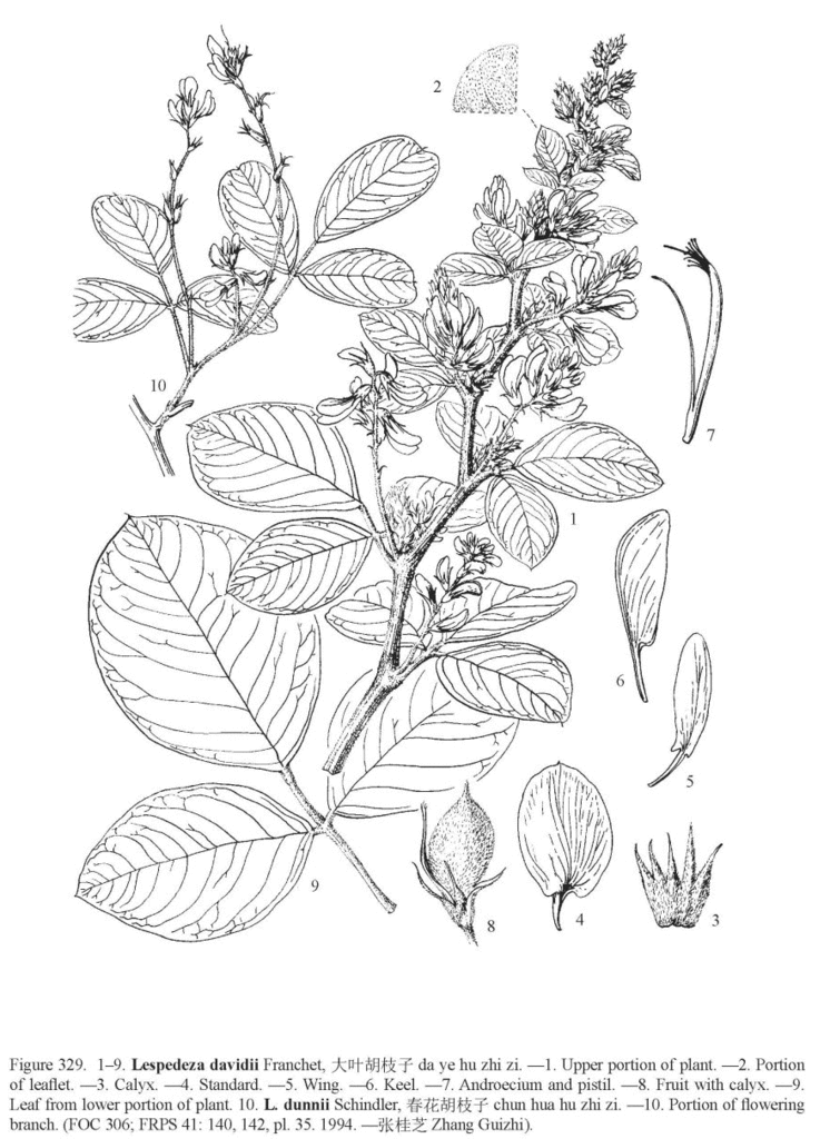 사본 -큰잎싸리.gif