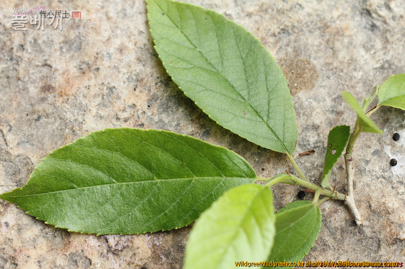 work-IMG_0124.jpg : 자작나무과 같긴한데... work-IMG_0124.jpg : 자작나무과 같긴한데...