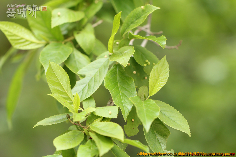 work-IMG_0116.jpg : 자작나무과 같긴한데... work-IMG_0116.jpg : 자작나무과 같긴한데...