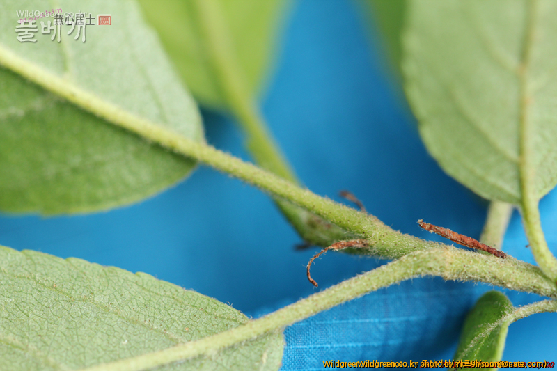 work-IMG_0129.jpg : 자작나무과 같긴한데... work-IMG_0129.jpg : 자작나무과 같긴한데...