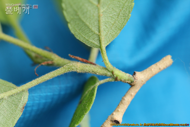 work-IMG_0127.jpg : 자작나무과 같긴한데... work-IMG_0127.jpg : 자작나무과 같긴한데...