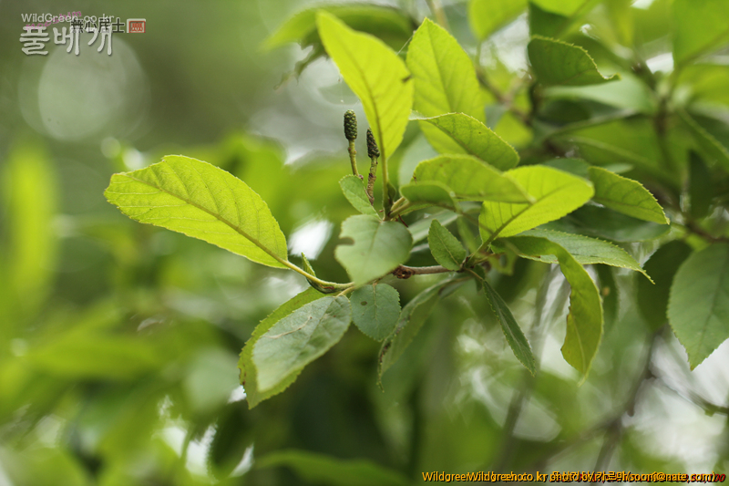 work-IMG_0120.jpg : 자작나무과 같긴한데... work-IMG_0120.jpg : 자작나무과 같긴한데...