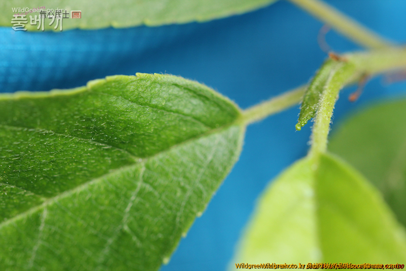 work-IMG_0132.jpg : 자작나무과 같긴한데... work-IMG_0132.jpg : 자작나무과 같긴한데...