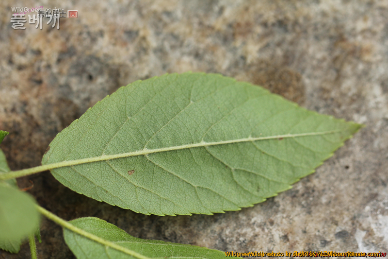 work-IMG_0126.jpg : 자작나무과 같긴한데... work-IMG_0126.jpg : 자작나무과 같긴한데...